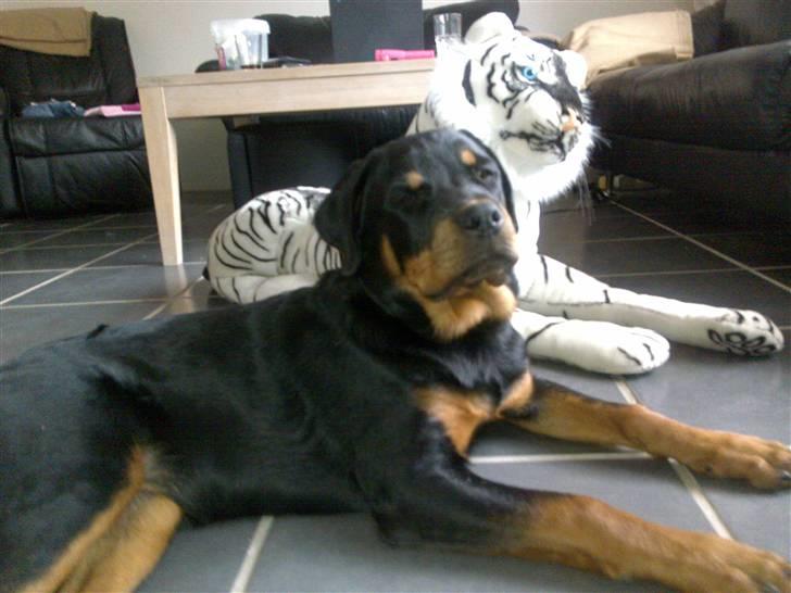 Rottweiler Bailey billede 18