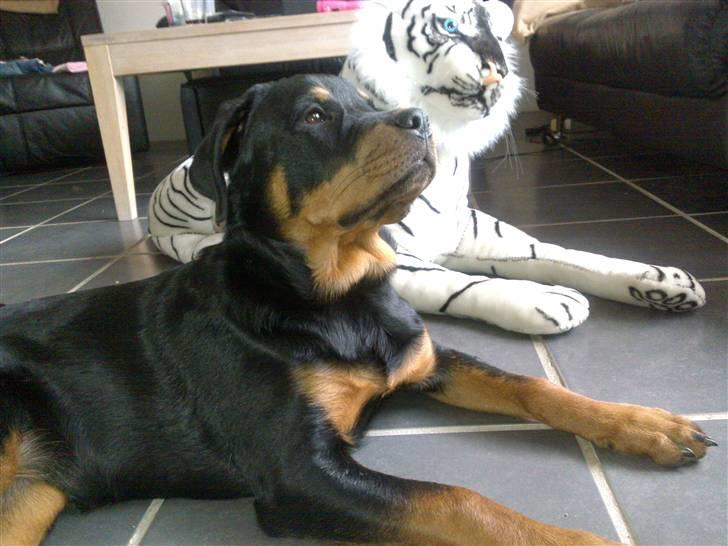 Rottweiler Bailey billede 19