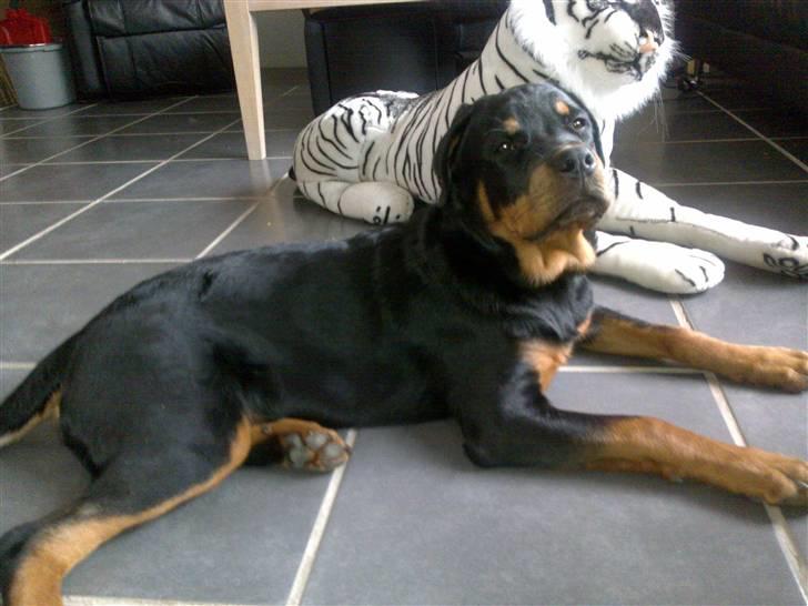 Rottweiler Bailey billede 20