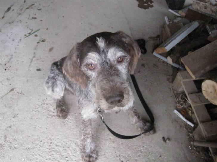 Ruhåret hønsehund Sargo - (Hm, er det, det de kalder for Blitz? I dosen´t matter, er det en godbid? HIIIT! Hey, jeg kan engelsk! :) billede 8