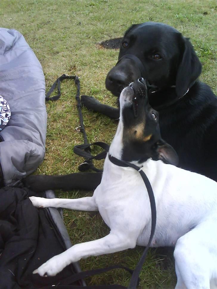 Dansk svensk gaardhund Shiwa - en god teltur  billede 17