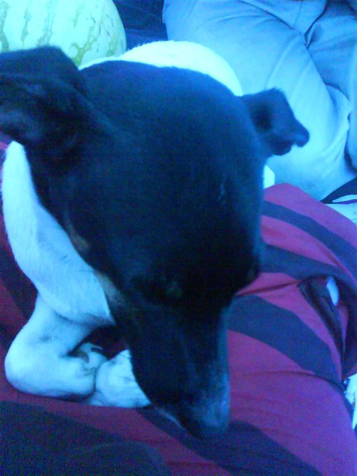 Dansk svensk gaardhund Shiwa - efter en hård dag på stranden  billede 18