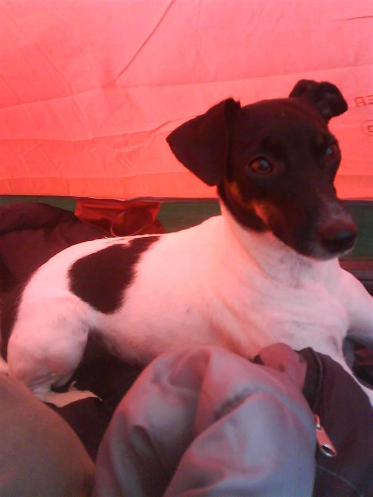 Dansk svensk gaardhund Shiwa billede 19