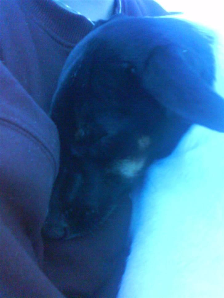 Dansk svensk gaardhund Shiwa - det kan jeg lide zzzz billede 20