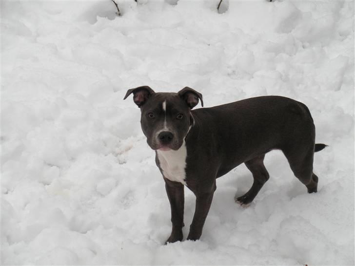 Staffordshire bull terrier Dixie Blue billede 1