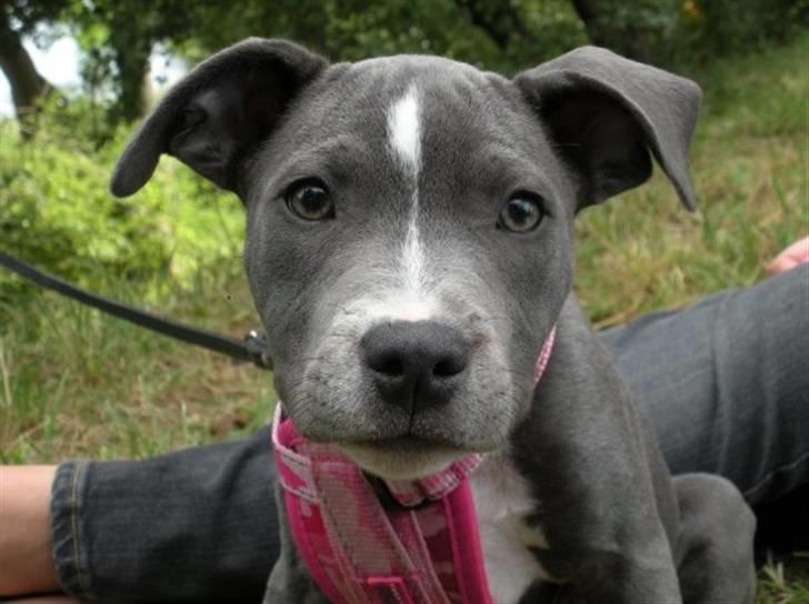 Staffordshire bull terrier Dixie Blue billede 2