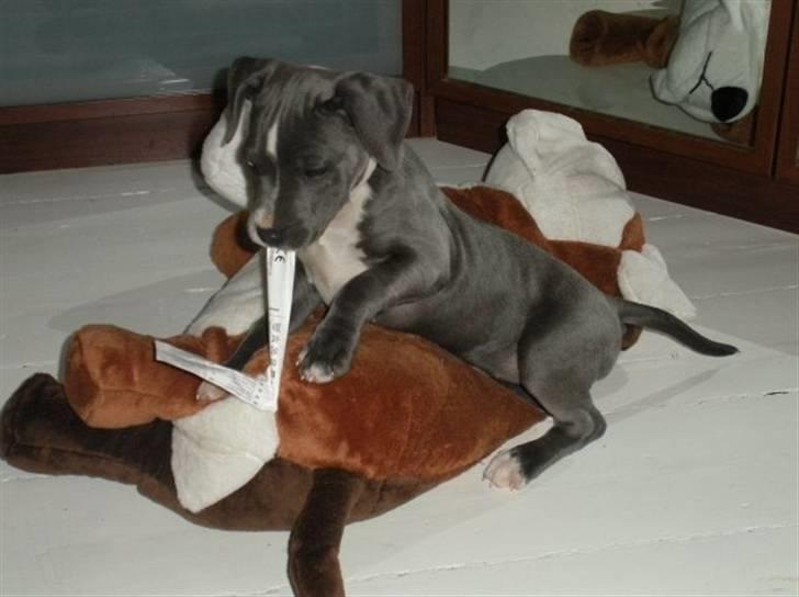 Staffordshire bull terrier Dixie Blue - Første dag i mit nye hjem... billede 3