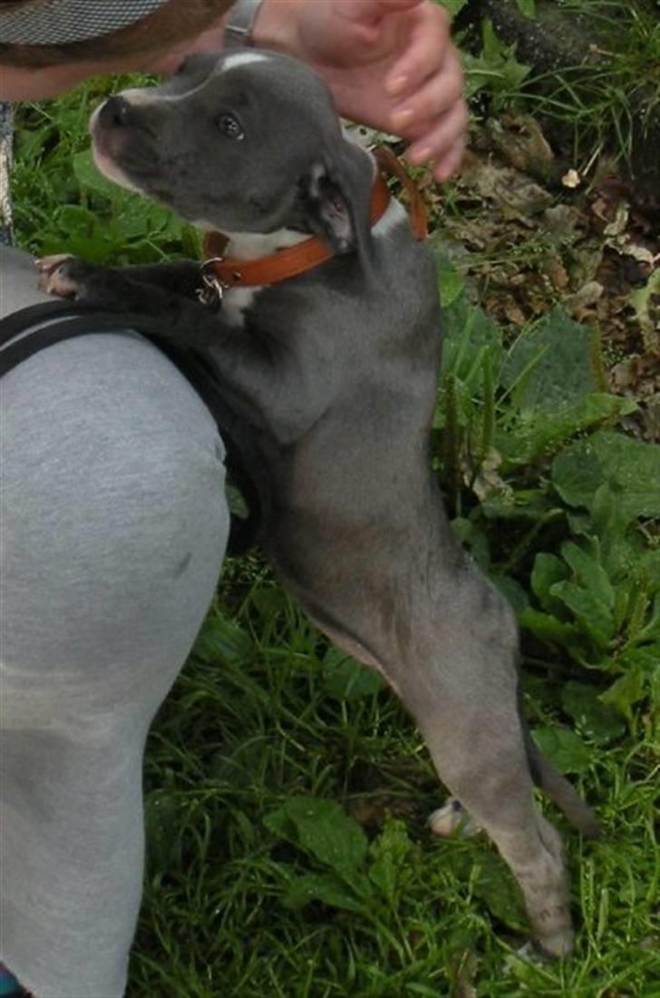 Staffordshire bull terrier Dixie Blue billede 4