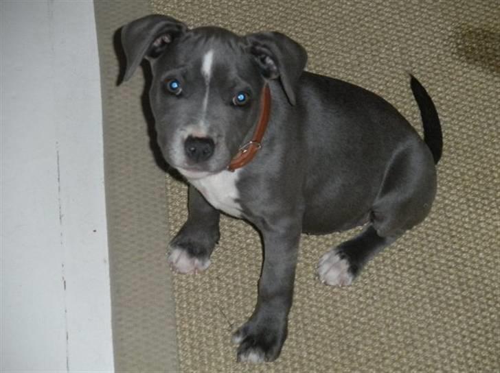 Staffordshire bull terrier Dixie Blue billede 5