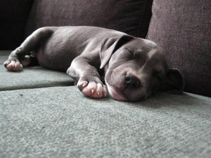 Staffordshire bull terrier Dixie Blue billede 6