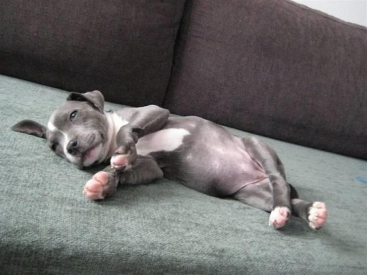 Staffordshire bull terrier Dixie Blue billede 7