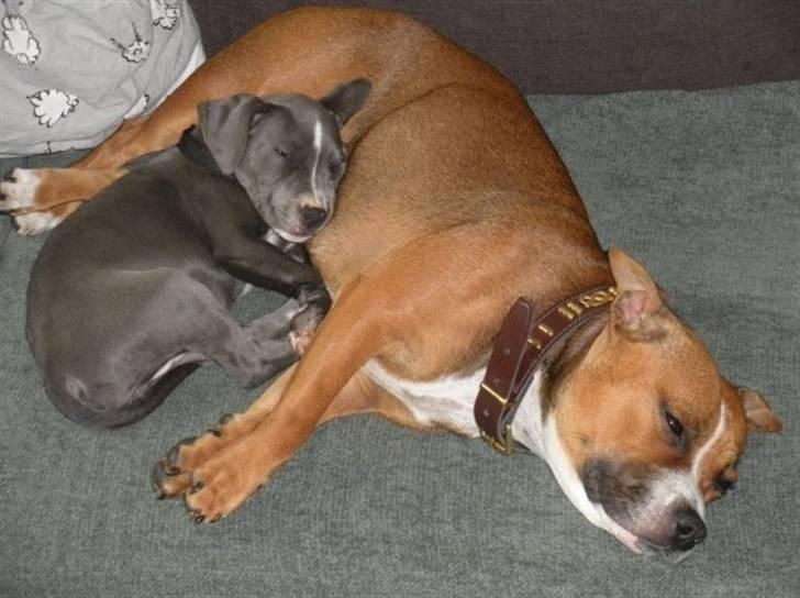 Staffordshire bull terrier Dixie Blue billede 8