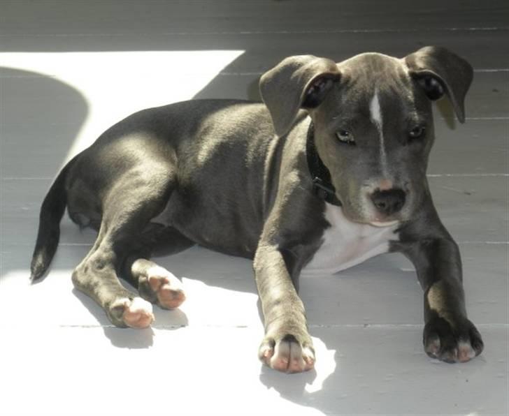 Staffordshire bull terrier Dixie Blue billede 9