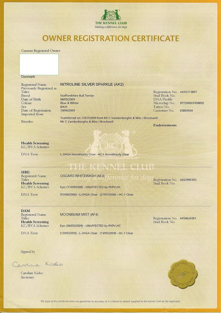 Staffordshire bull terrier Dixie Blue billede 10