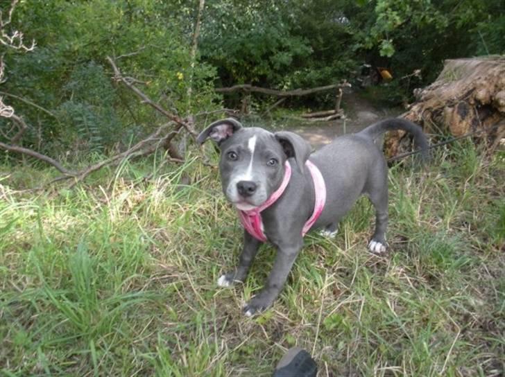 Staffordshire bull terrier Dixie Blue billede 11