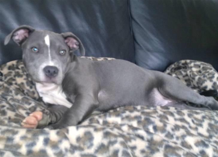 Staffordshire bull terrier Dixie Blue billede 12