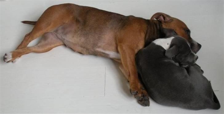 Staffordshire bull terrier Dixie Blue billede 13