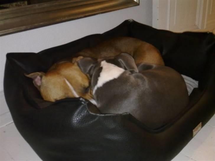 Staffordshire bull terrier Dixie Blue billede 14