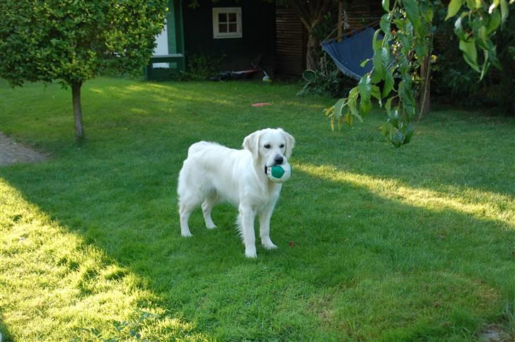 Golden retriever "your baby sunshine"Freja - foto : mig billede 14