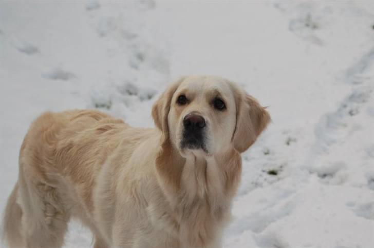 Golden retriever "your baby sunshine"Freja - Freja og lillesøs  foto : mor billede 15