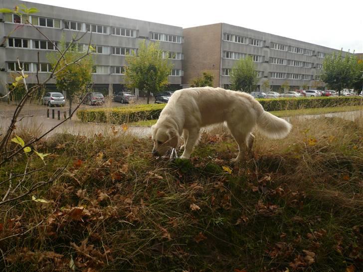 Golden retriever "your baby sunshine"Freja - på skovtur :) foto : mig  billede 16