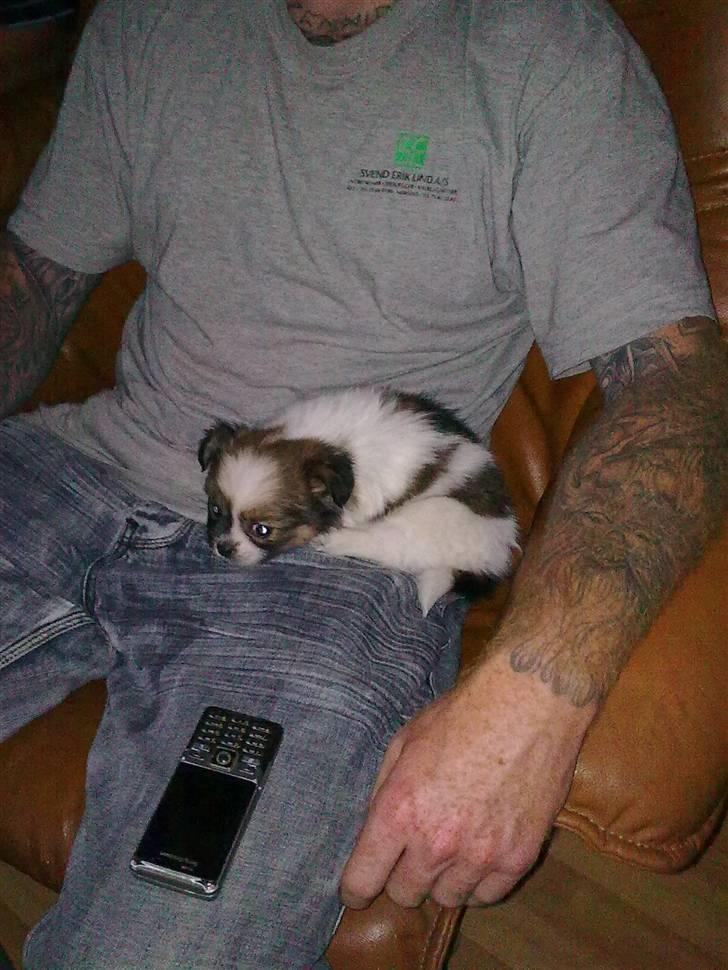 Papillon laika - her er et billed af Laika samme dag som vi fik hende billede 1