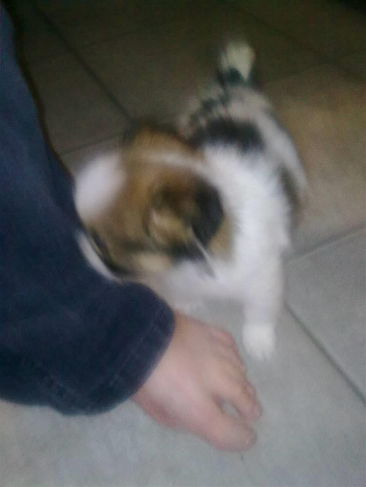 Papillon laika billede 2