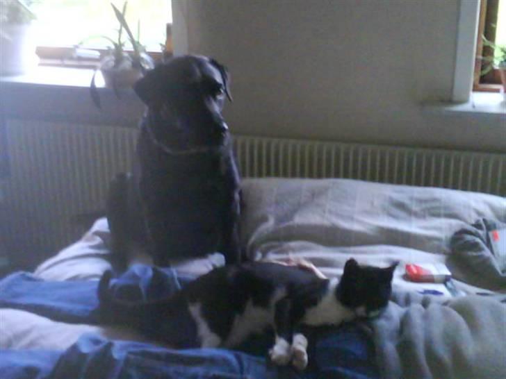 Labrador retriever komma billede 13