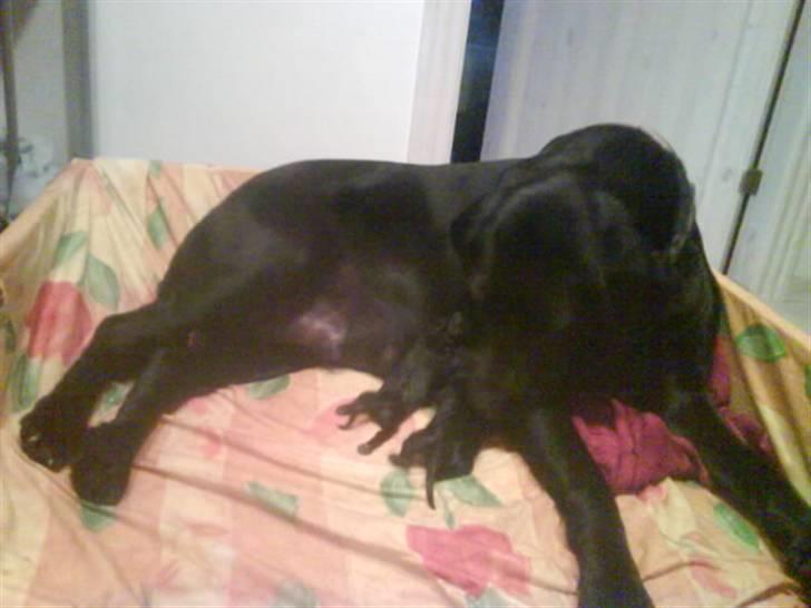 Labrador retriever komma billede 14