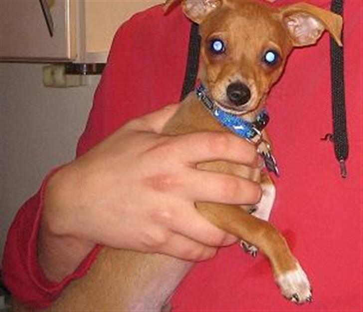 Blanding af racer Bailey billede 6