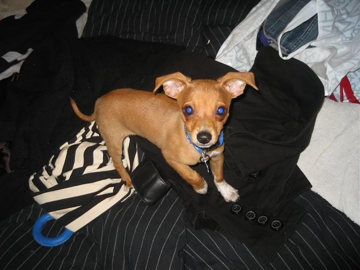 Blanding af racer Bailey - Hej billede 7