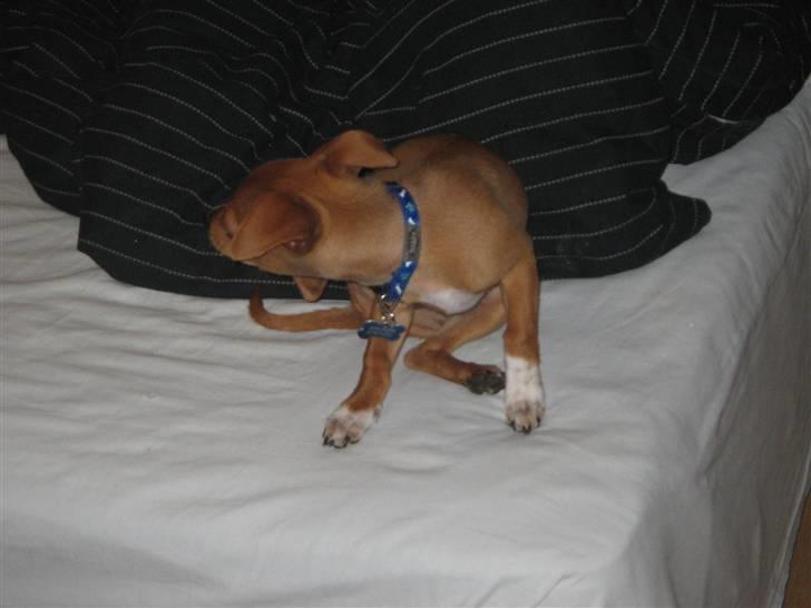 Blanding af racer Bailey - Ihh altså det halsbånd billede 12