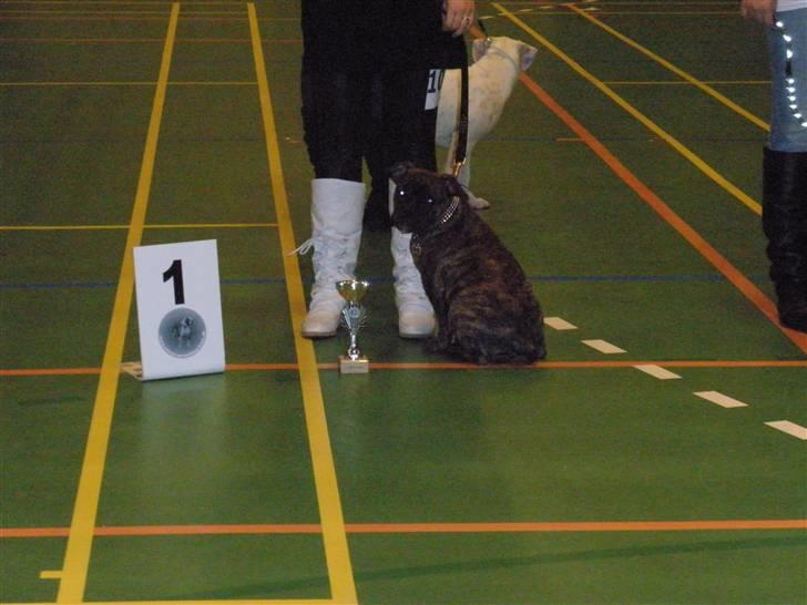 Olde english bulldogge Arnold, bullgaards billede 20