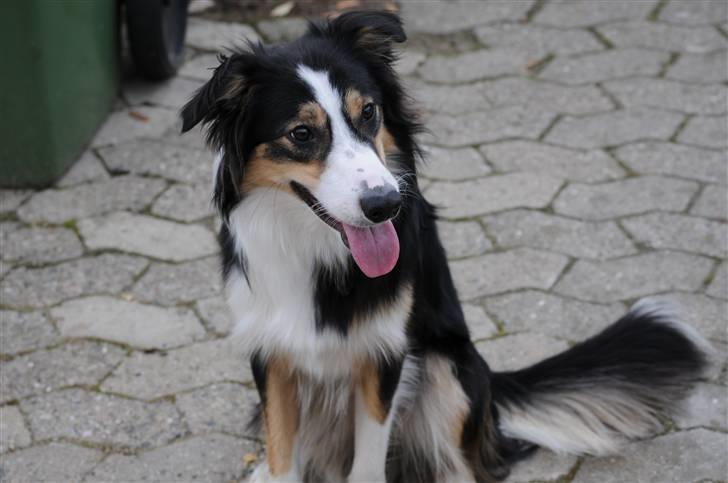 Border collie Dollar <3 billede 1