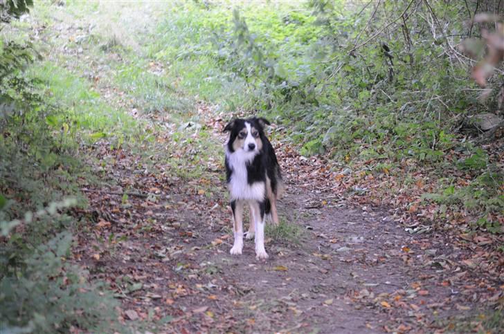 Border collie Dollar <3 billede 2