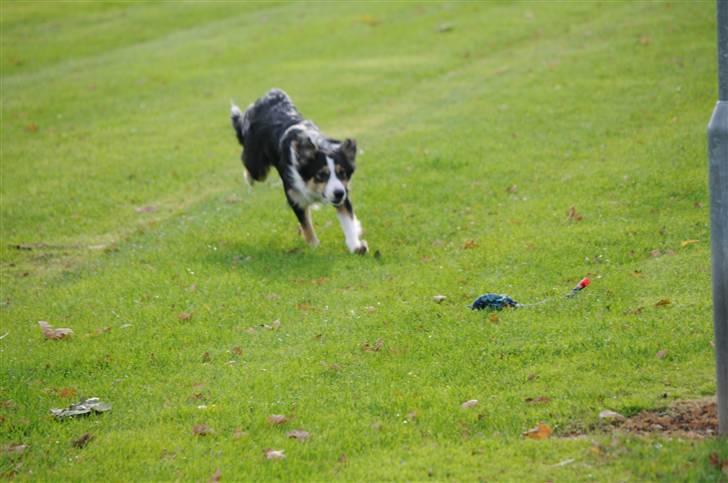 Border collie Dollar <3 billede 3
