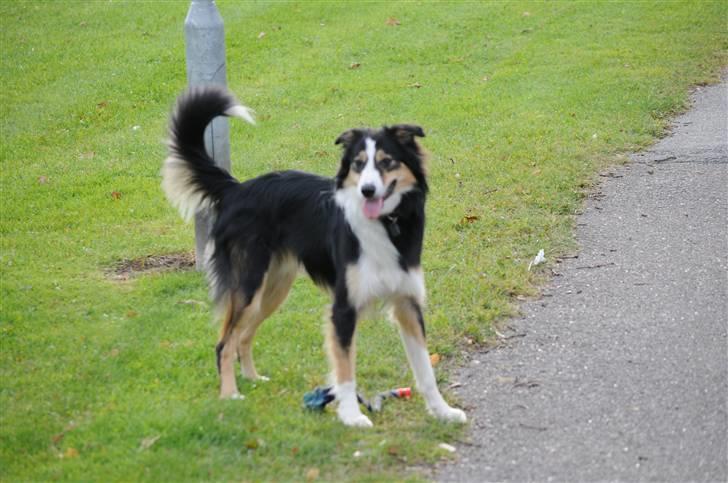 Border collie Dollar <3 billede 4