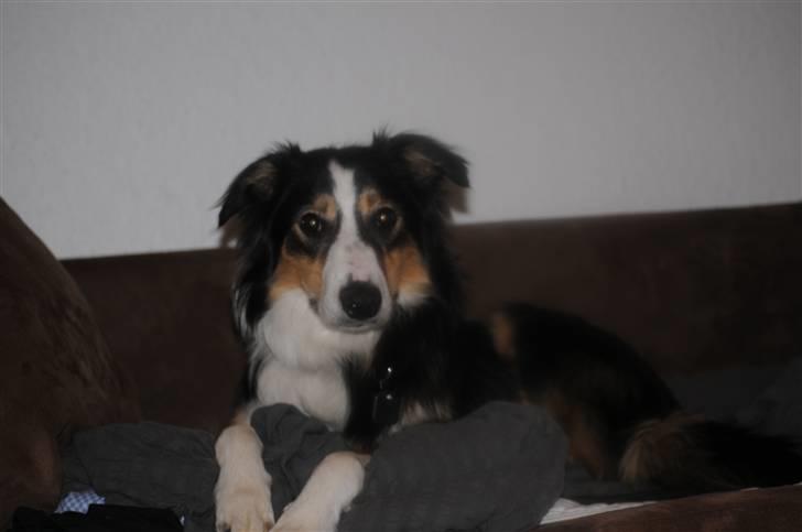 Border collie Dollar <3 billede 5