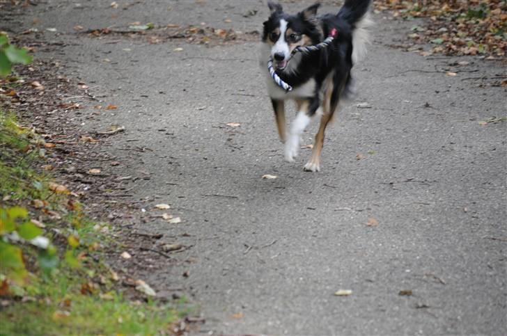 Border collie Dollar <3 billede 6