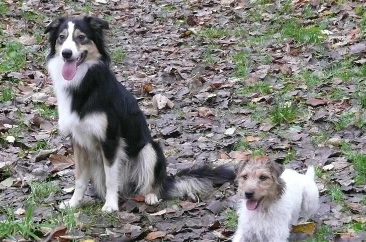 Border collie Dollar <3 billede 7