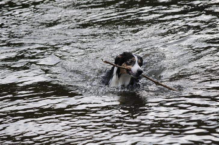 Border collie Dollar <3 billede 8