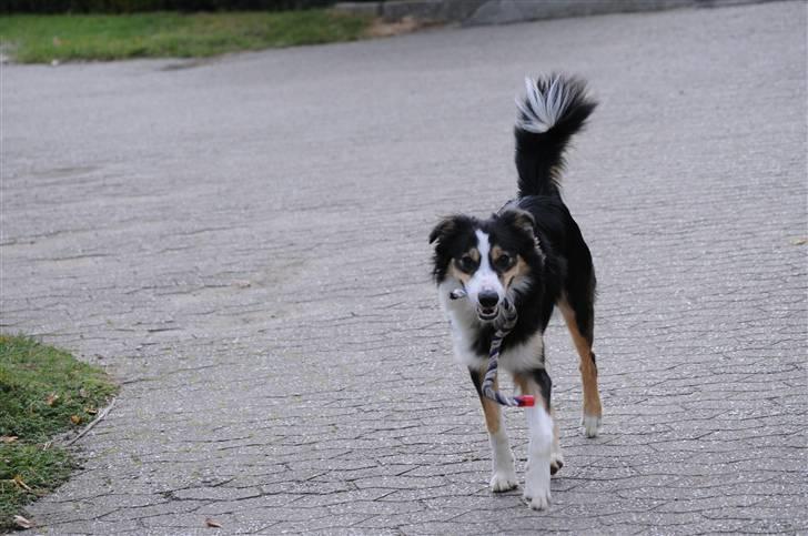 Border collie Dollar <3 billede 9