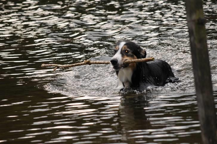 Border collie Dollar <3 billede 10