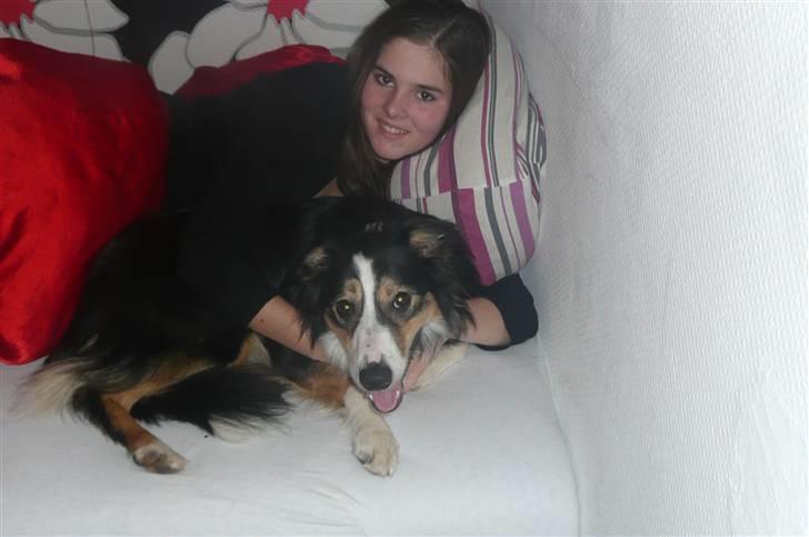 Border collie Dollar <3 billede 11