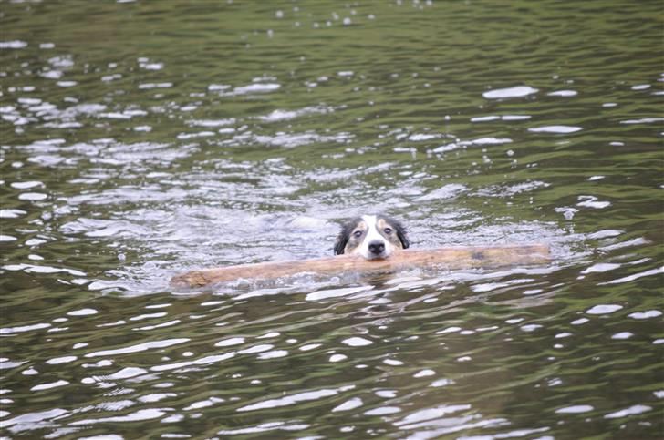 Border collie Dollar <3 billede 12