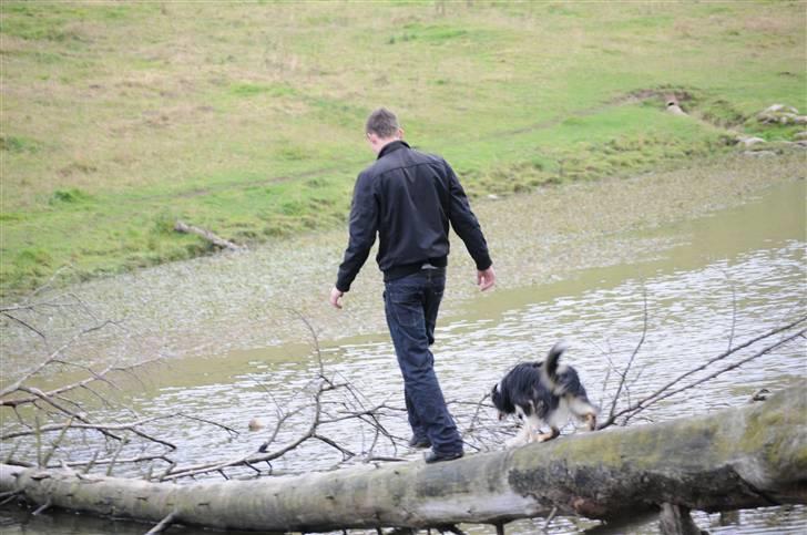 Border collie Dollar <3 billede 13