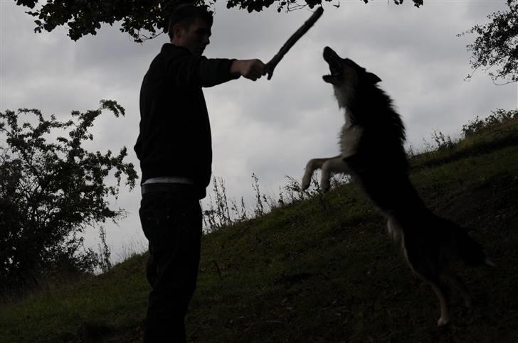 Border collie Dollar <3 billede 14