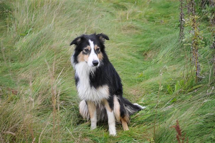 Border collie Dollar <3 billede 15