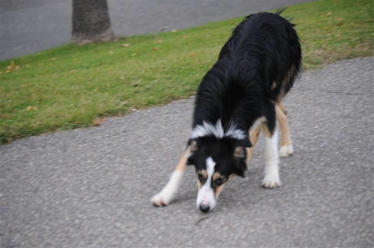 Border collie Dollar <3 billede 16