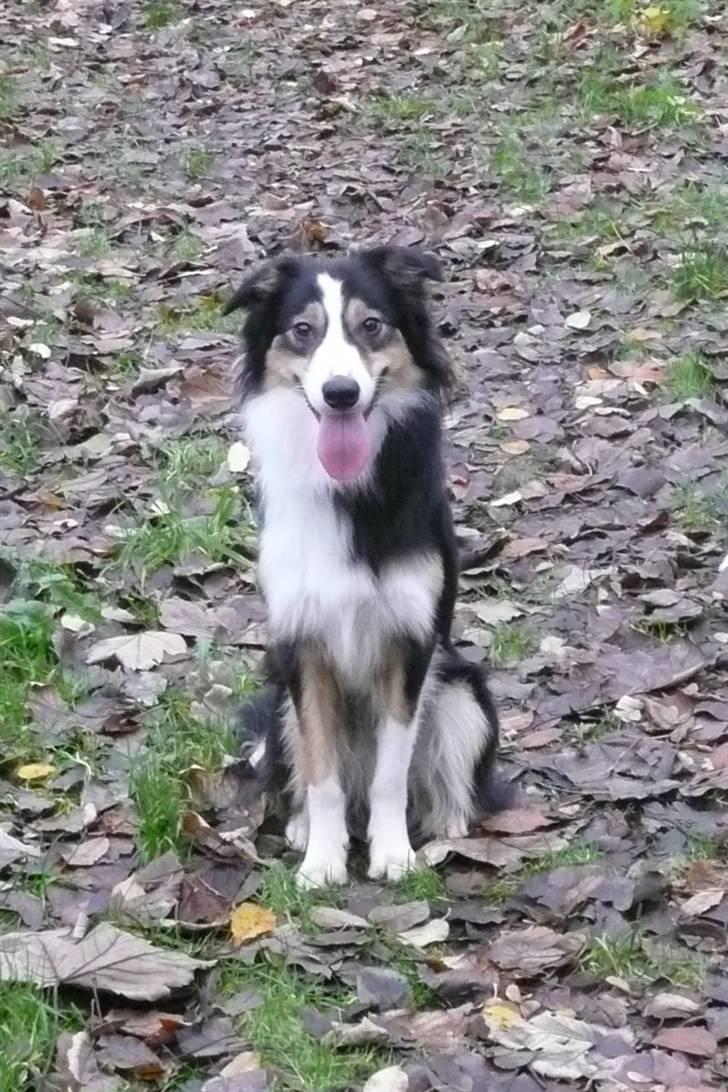 Border collie Dollar <3 billede 17